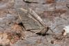 Thera juniperata